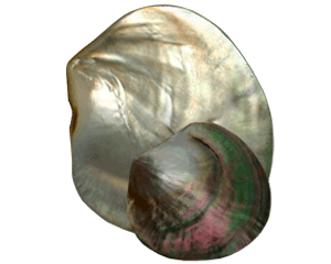 Polished Mother-of-pearl (8-9 cm)